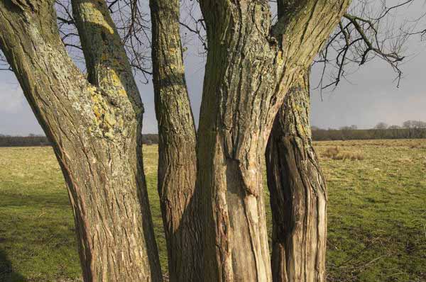 Picture &copy; Peter Marshall, 2004