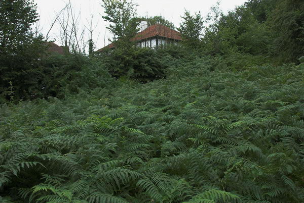 London Loop: Moor Park to Borehamwood &copy; 2006, Peter Marshall