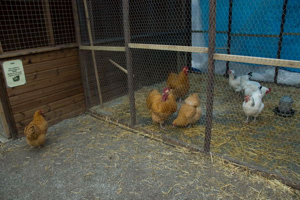 Spitalfields Urban Farm &copy; 2007, Peter Marshall
